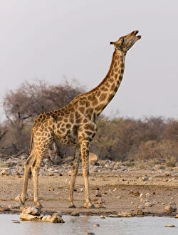 Images Dated 24th February 2014: Namibia, Etosha National Park, Klein Namutoni