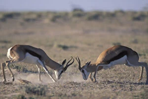 Namibia, Etosha National Park, Two male