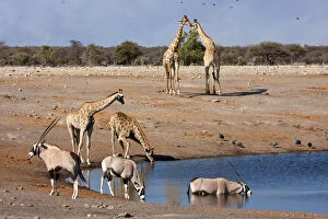 Images Dated 8th August 2012: Namibia, Etosha National Park. Oryx