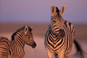 Foal Gallery: Namibia, Etosha National Park, Plains Zebra
