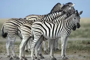 Namibia, Etosha National Park, Plains Zebra