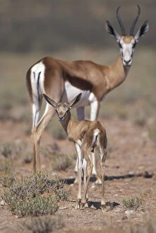 Namibia, Etosha National Park, Springbok