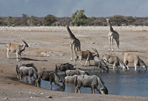 Namibia, Etosha National Park. Variety of