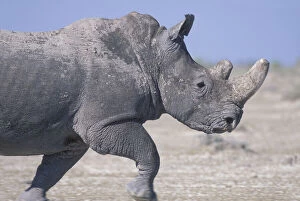 Namibia, Etosha National Park, White Rhino