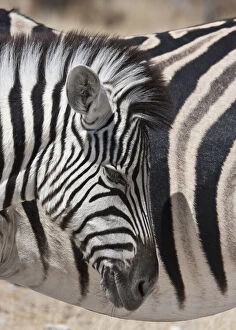 Namibia, Etosha National Park. Young zebra