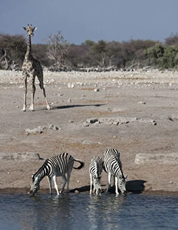 Burchellii Gallery: Namibia, Etosha National Park. Zebra