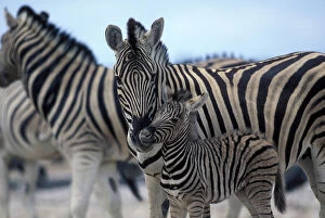 Namibia, Etosha National Park, Zebra herd