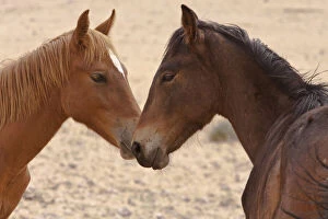 Namibia, Garub. Two members of feral horse