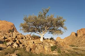 Images Dated 9th April 2008: Namibia - Granite rocks at the Spitzkoppe mountain