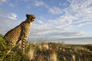Cheetah Gallery: Namibia, Keetmanshoop, Captive Cheetah (Acinonyx)