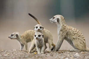 Namibia, Keetmanshoop, Meerkat pups (Suricata)