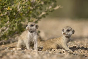 Namibia, Keetmanshoop, Meerkat Pups (Suricate)