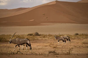 Sossusvlei Gallery: Namibia, Namib Naukluft National Park, Oryx