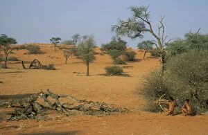 Bushmen Gallery: Namibia - Posing Kung Bushmen / San in the Kalahari Desert