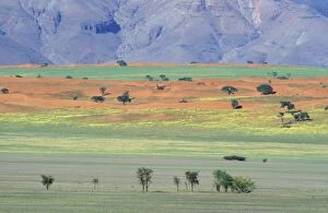 Carpets Gallery: Namibia - In the rainy season at the edge of