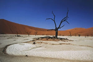Bare Gallery: Namibia, Sossusvlei, Deadvlei, Dead tree
