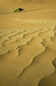 Namibia - Structural forms in the sand of the Namib Desert and a nara bush (Acanthosicyos horrida) in the background. Namib-Naukluft Park, Namibia
