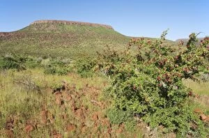 Namibia - Unusual green scenery after heavy rainfalls