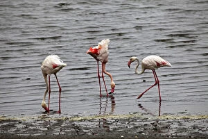 Namibia, Walvis Bay. Flamingos feeding at