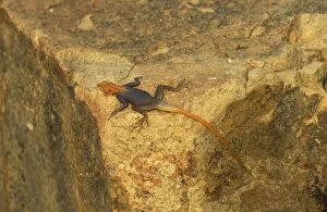 Agamas Gallery: Namibian Rock Agama - Male, basking and displaying