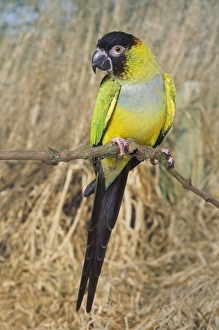 Images Dated 15th July 2005: Nanday Conure - hen
