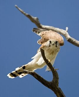 Images Dated 26th September 2006: Nankeen Kestrel - Perched on branch. Found throughout most of Australia in a wide variety of