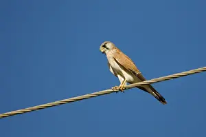 Nankeen Kestrel watching for prey Nankeen Kestrel / Australian Kestrel. Common in open country throughout most of Australia. Near Kununurra, Western Australia