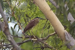 Nankeen Night Heron / Rufous Night Heron Resting in a eucalypt along the Manning River, Gibb River Road, Kimberley, Western Australia
