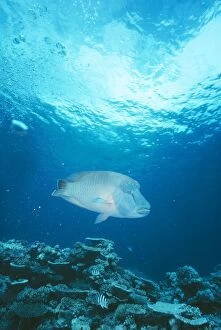 Images Dated 9th September 2004: Napolean Humphead Wrasse / Maori Wrasse / Napolean Fish Male, Coral Sea, Pacific