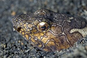 Buried Gallery: Napoleon Snake Eel
