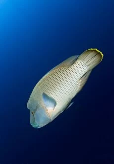 Images Dated 10th July 2011: Napoleon Wrasse
