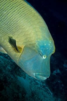 Images Dated 28th December 2011: Napoleon Wrasse