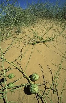 Bushes Gallery: Nara - Bush with fruits on a sand dune in the Namib