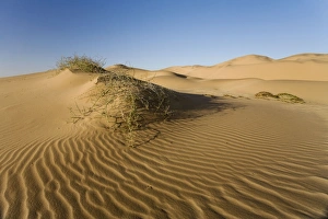 Images Dated 22nd May 2007: !Nara plant growing in the dunes of the Namib Desert Namibia, Africa