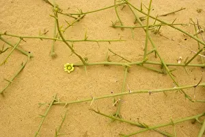 Xerophyte Prints: Nara plant - widely used by local Topnaar people. Namibia