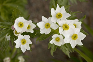 Images Dated 16th May 2006: Narcissus-flowered anemone (Anemone narcissiflora). Alps