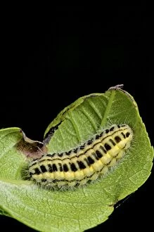 Burnet Gallery: Narrow-bordered Five-spot Burnet caterpillar