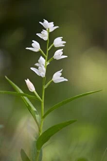 Images Dated 28th May 2012: Narrow Leaved Helleborine
