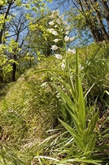 Images Dated 2nd May 2012: Narrow-leaved Helleborine in its natural environment