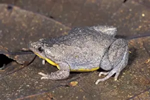Narrow-mouthed Frog - Manu National Park - Peru