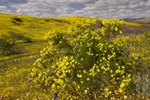 Californian Prints: Narrowleaf / Interior Goldenbush - in Cottonwood Canyon, near Cuyama, southern California
