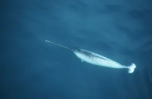 Narwhal Baffin Island