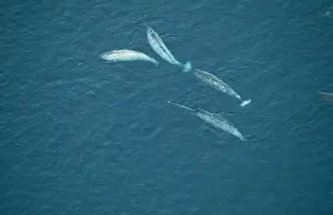 Narwhal DOC 113 Canadian Arctic floe edge Monodon monoceros © Doc White / ARDEA LONDON