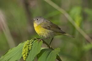 Nashville Warbler - On what is likely a False Solomon's-seal (Smilacina sp.), Lily family. It hasn't opened yet