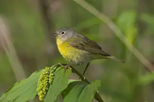 Point Pelee Prints: Nashville Warbler - On what is likely a False Solomon's-seal (Smilacina sp)