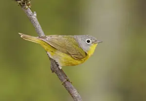 Bogs Prints: Nashville Warbler - in spring plumage on breeding ground