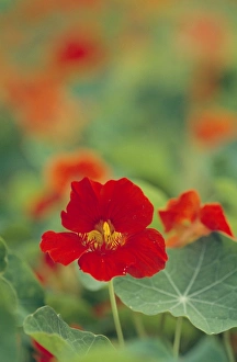Images Dated 19th August 2005: Nasturtium Flower Kew Gardens, UK
