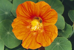 Images Dated 19th August 2005: Nasturtium Flower UK