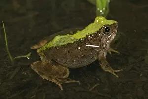 Natal Dwarf Puddle Frog - adult male in water
