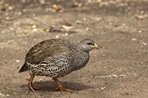 Images Dated 12th September 2009: Natal Francolin - walking - South Africa